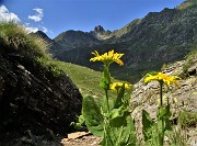 Monte Mincucco ad anello fiorito dal Lago di Valmora-26giu23- FOTOGALLERY